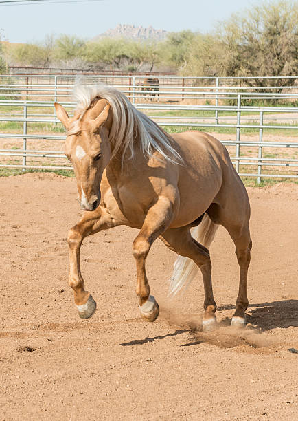 istock Young Palomino Running free in corral 181100421