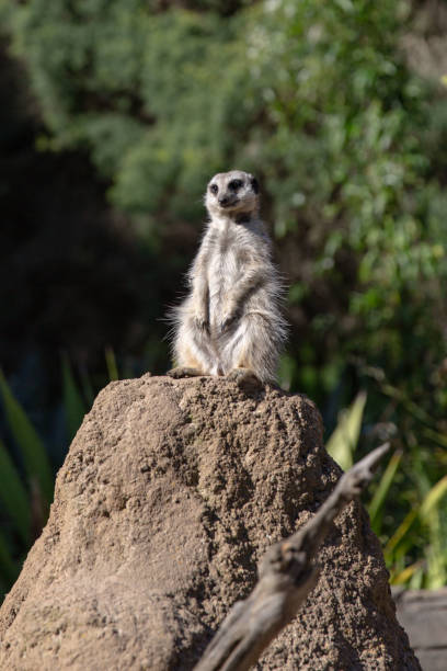 Alert Meerkat Standing Tall on Termite Mound, Overlooking Lush Greenery