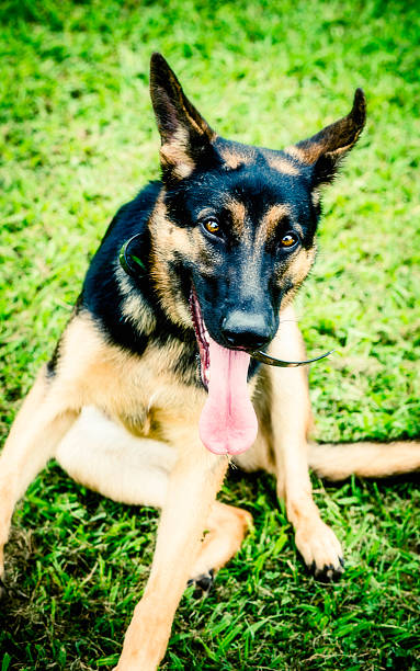 istock German Shepherd Pup Tired After Playing 181100485