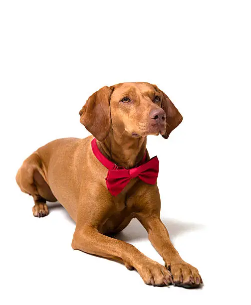 Magyar Vizsla with a red bow tie lying down on white background.