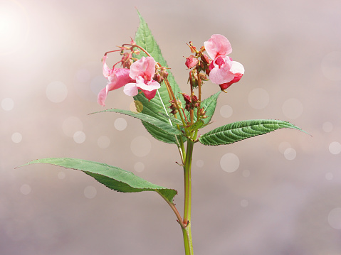 Pink flowers of Himalayan balsam plant in the soft morning light, Impatiens glandulifera, medicinal plant