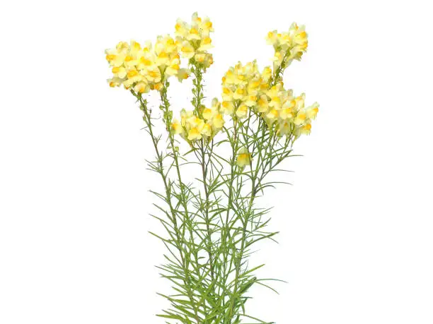 Yellow wild flowers of common toadflax or butter-and-eggs isolated on white, Linaria vulgaris