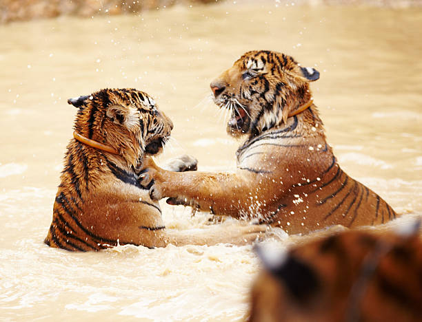 istock Playful tigers fighting in the water 181100915