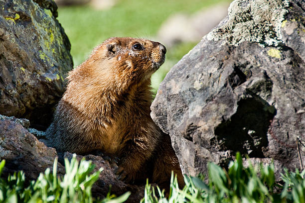 istock Yellow Bellied Marmot Hiding in the Rocks 181100916