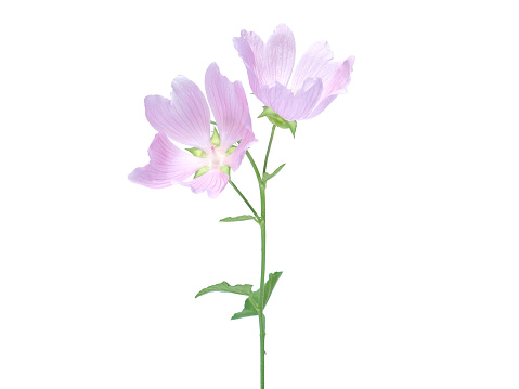 Pink flower of Greater musk-mallow wild plant isolated on white, Malva alcea