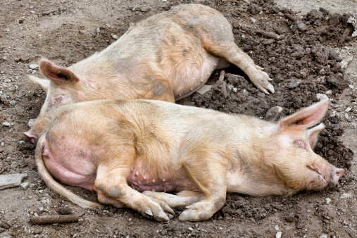 Two pigs asleep photographed outdoors