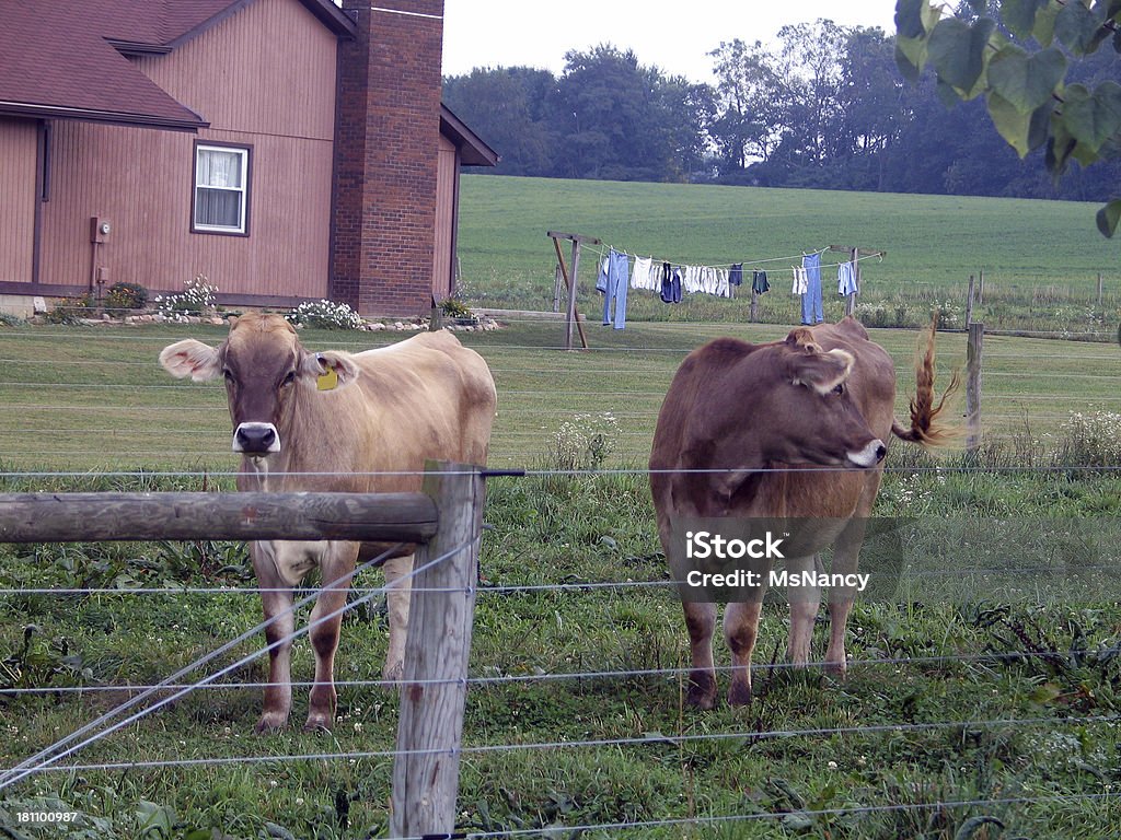 Bella coppia di mucche - 5 - Foto stock royalty-free di Albero