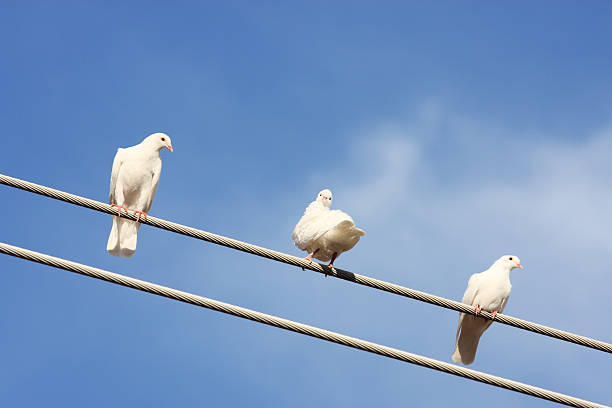 istock Homing Pigeon White Dove Bird 181101039
