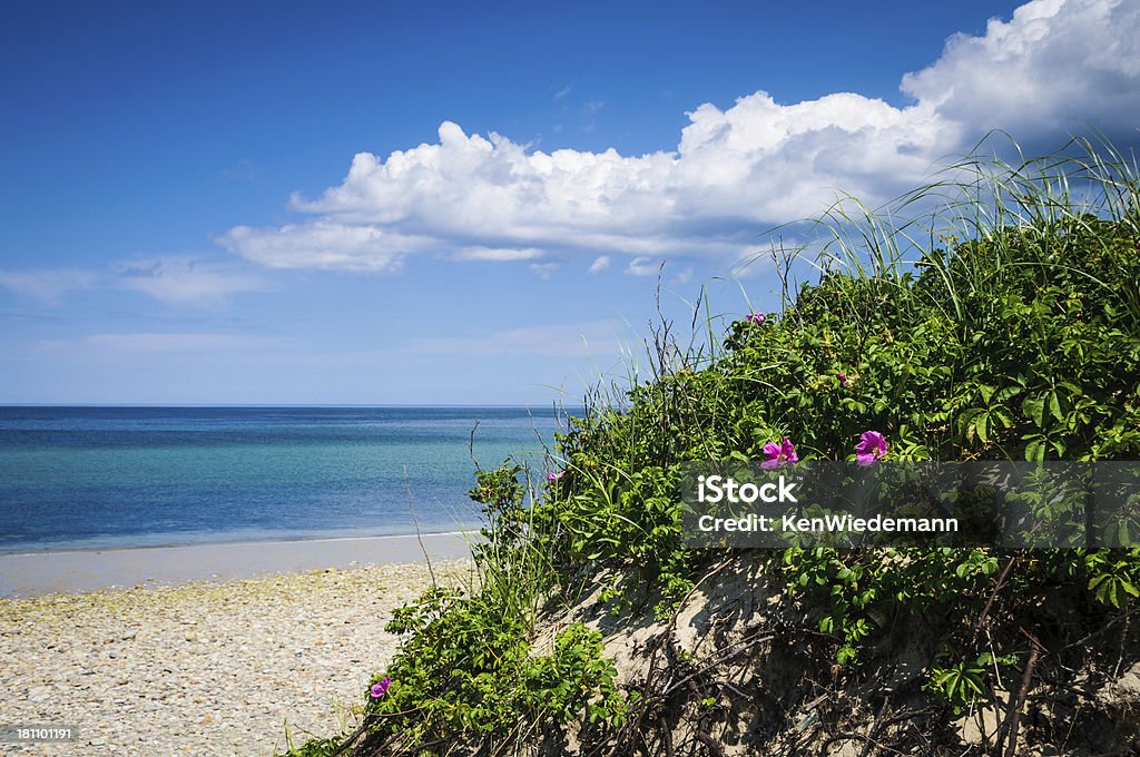 Roses sur la plage - Photo de Cape Cod libre de droits