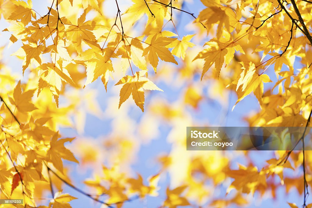 Brillante foglie d'autunno - Foto stock royalty-free di Acero giapponese