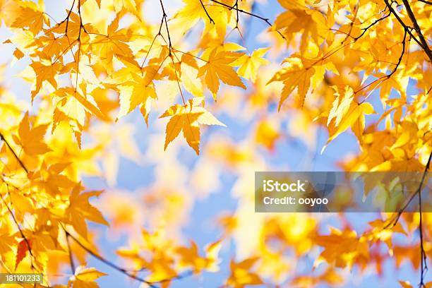 Brillante Foglie Dautunno - Fotografie stock e altre immagini di Acero giapponese - Acero giapponese, Albero, Ambientazione esterna