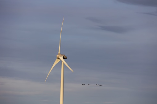 A majestic scene of several birds soaring through the air with a large wind turbine in the foreground