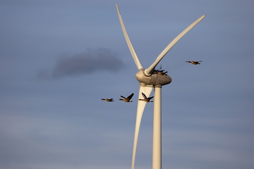 A majestic scene of several birds soaring through the air with a large wind turbine in the background