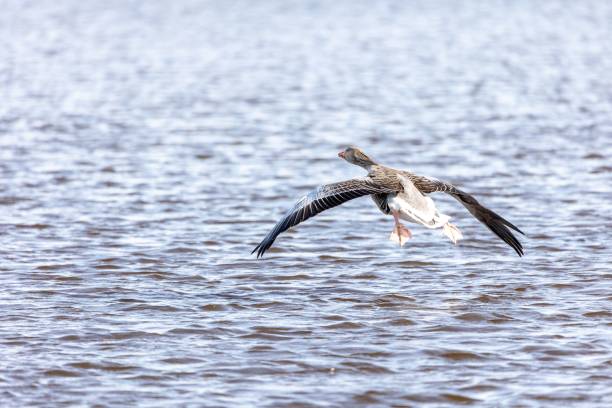 istock Picturesque landscape with grey goose (Anser Anser) in flight over a tranquil lake 1811013199