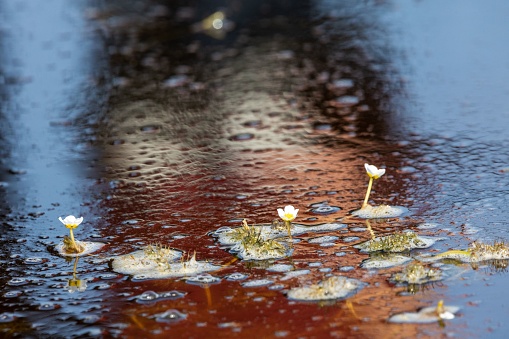 A reflective pond adorned with a scattering of small white and yellow flowers floating on the surface