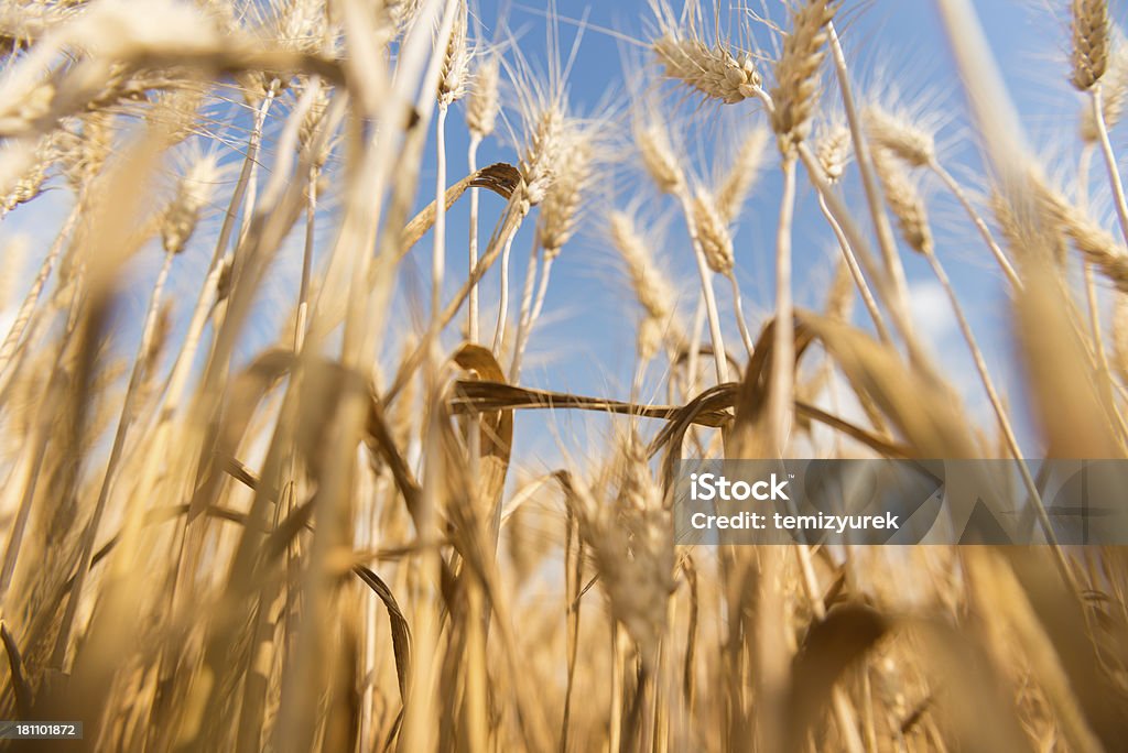 Blé - Photo de Agriculture libre de droits