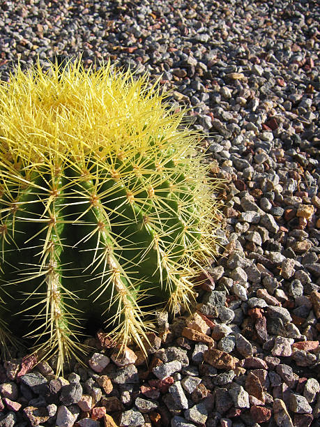 Cactus on rocks stock photo