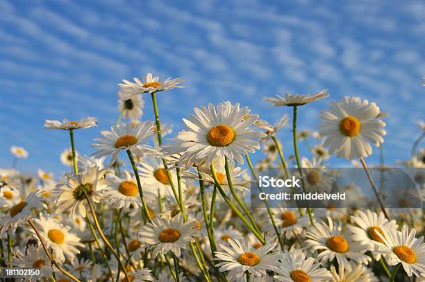 Gruppo Di Marguerite - Fotografie stock e altre immagini di Ambientazione esterna - Ambientazione esterna, Ambientazione tranquilla, Argyranthemum frutescens