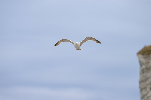 A flying European Herring gull on a cloudy day, summertime in northern France