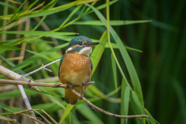 istock A common kingfisher sitting on a branch 1811022666