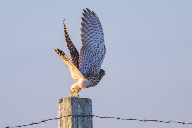 istock A Common Kestrel taking off a wooden pole 1811023334
