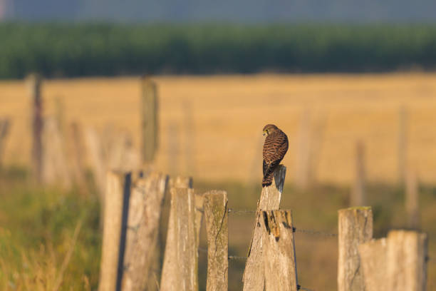 young kestrel ready to take flight opens its wings in front of the entrance to its nest