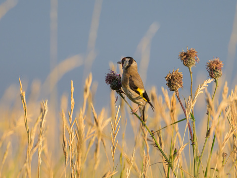 A European Goldfinch sitting on a plant, sunny morning, summer in northern France