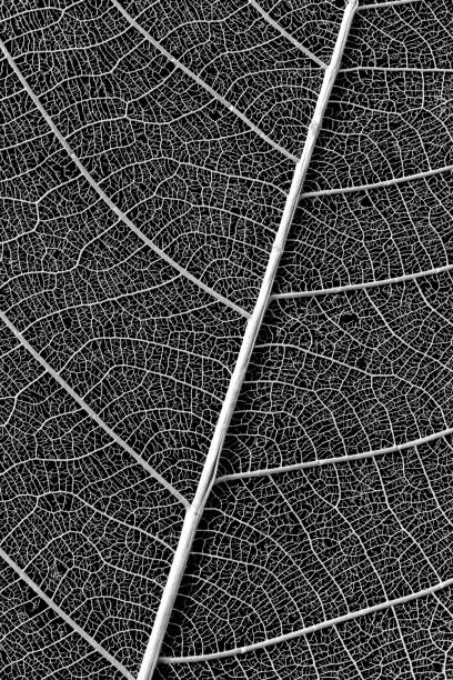 skeleton of leaf on black background
