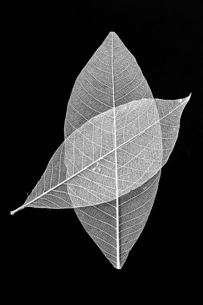 istock skeleton of leaf on black background 1811026918