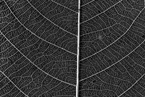 skeleton of leaf on black background stock photo