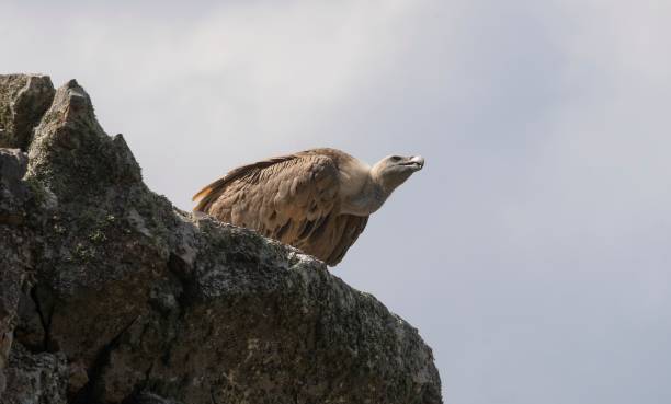 istock Griffon vulture perched on a rock, ready to fly in Monfrague Park, Caceres, Spain 1811028009