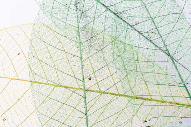 istock skeleton of leaf on black background 1811028012