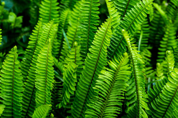istock fern leaves from nature 1811029612