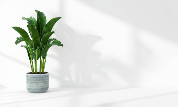 istock Green tropical banana tree plant in sunlight, soft shadow on white wall room 1811041199