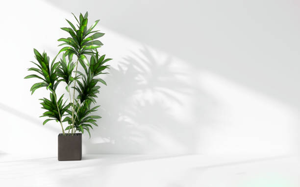 istock Green tropical tree plant in sunlight, soft shadow on white wall room 1811041200