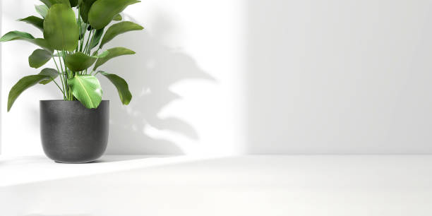 istock Green tropical tree plant in sunlight, soft shadow on white wall room 1811041201