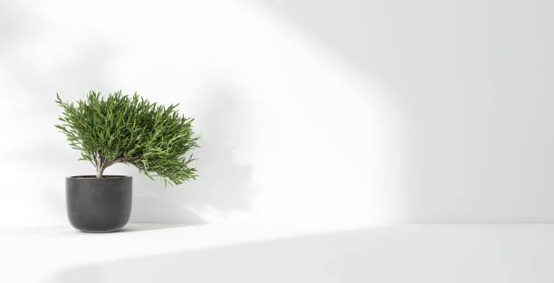 istock Green tropical tree plant in sunlight, soft shadow on white wall room 1811041202