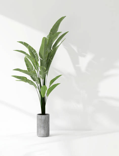 istock Green tropical banana tree plant in sunlight, soft shadow on white wall room 1811041203