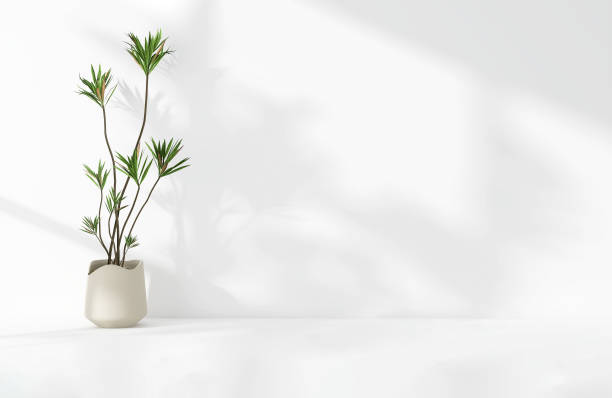 istock Green tropical tree plant in sunlight, soft shadow on white wall room 1811041214