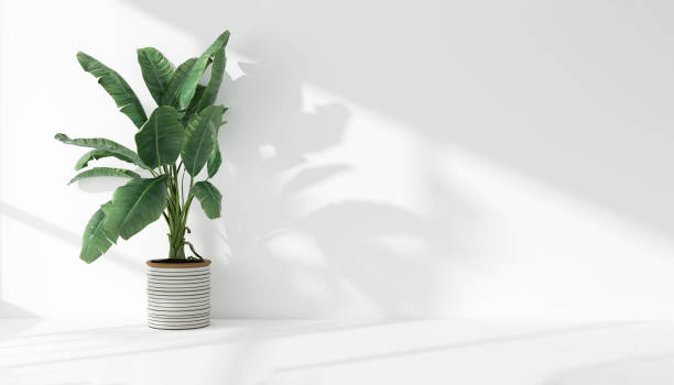 istock Green tropical banana tree plant in sunlight, soft shadow on white wall room 1811041216