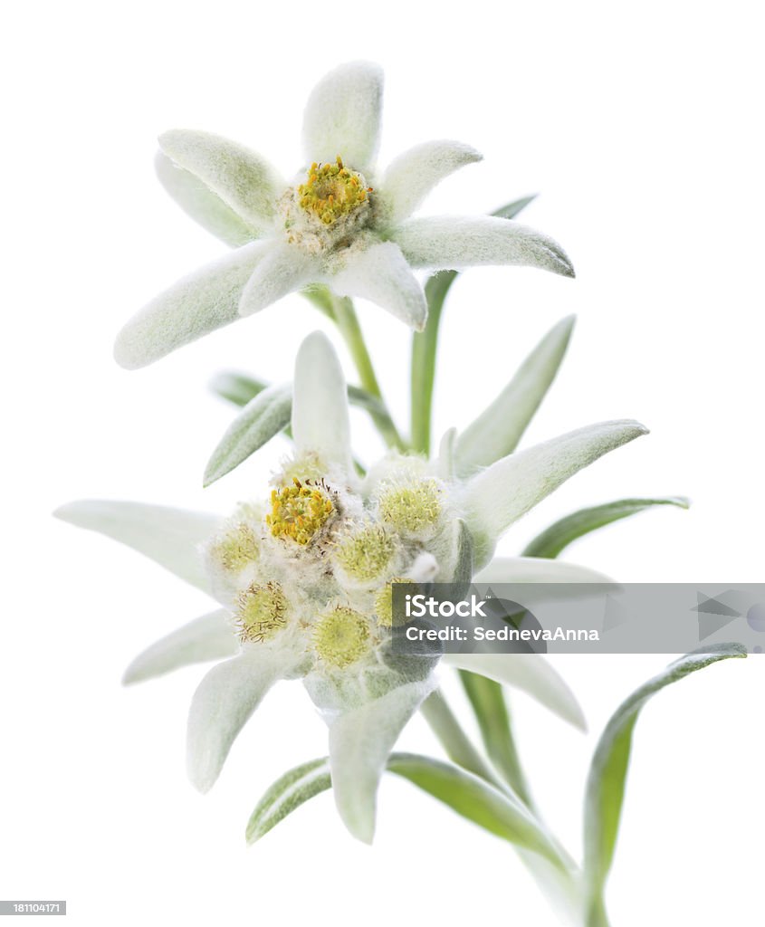 Edelweiss Two Edelweiss flowers (Leontopodium alpinum) isolated over white Edelweiss - Flower Stock Photo