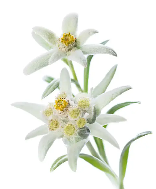 Two Edelweiss flowers (Leontopodium alpinum) isolated over white