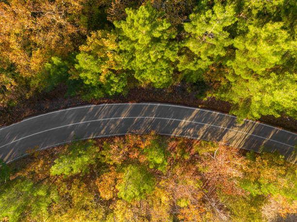 istock Aerial view of forest road with pine trees on both sides in autumn 1811041759