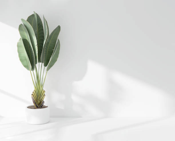 istock Green tropical banana tree plant in sunlight, soft shadow on white wall room 1811041760