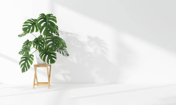 istock Green tropical giant monstera tree plant in sunlight, soft shadow on white wall room 1811041762