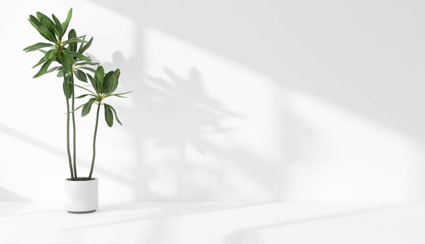istock Green tropical tree plant in sunlight, soft shadow on white wall room 1811041764