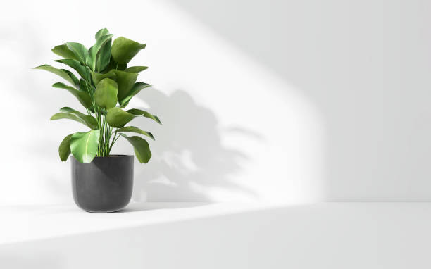 istock Green tropical tree plant in sunlight, soft shadow on white wall room 1811042278