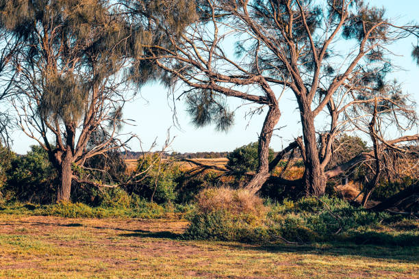 istock coastal tree landscape in morning sunlight 1811043373