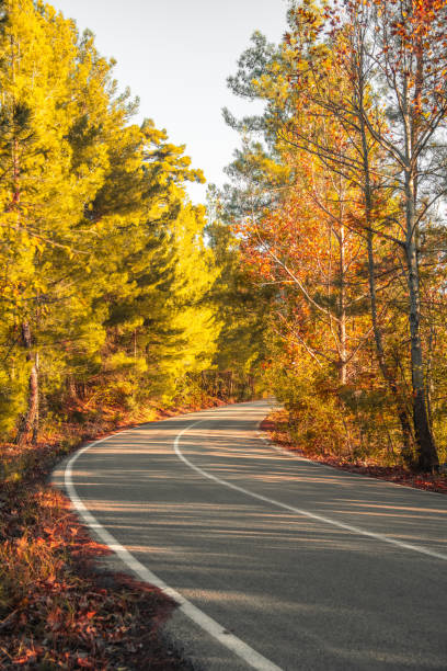 Asphalt road through autumn forest at sunrise