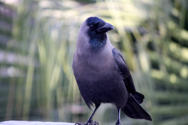istock Indian house crow (Corvus splendens) surveying its surroundings : (pix Sanjiv Shukla) 1811054419
